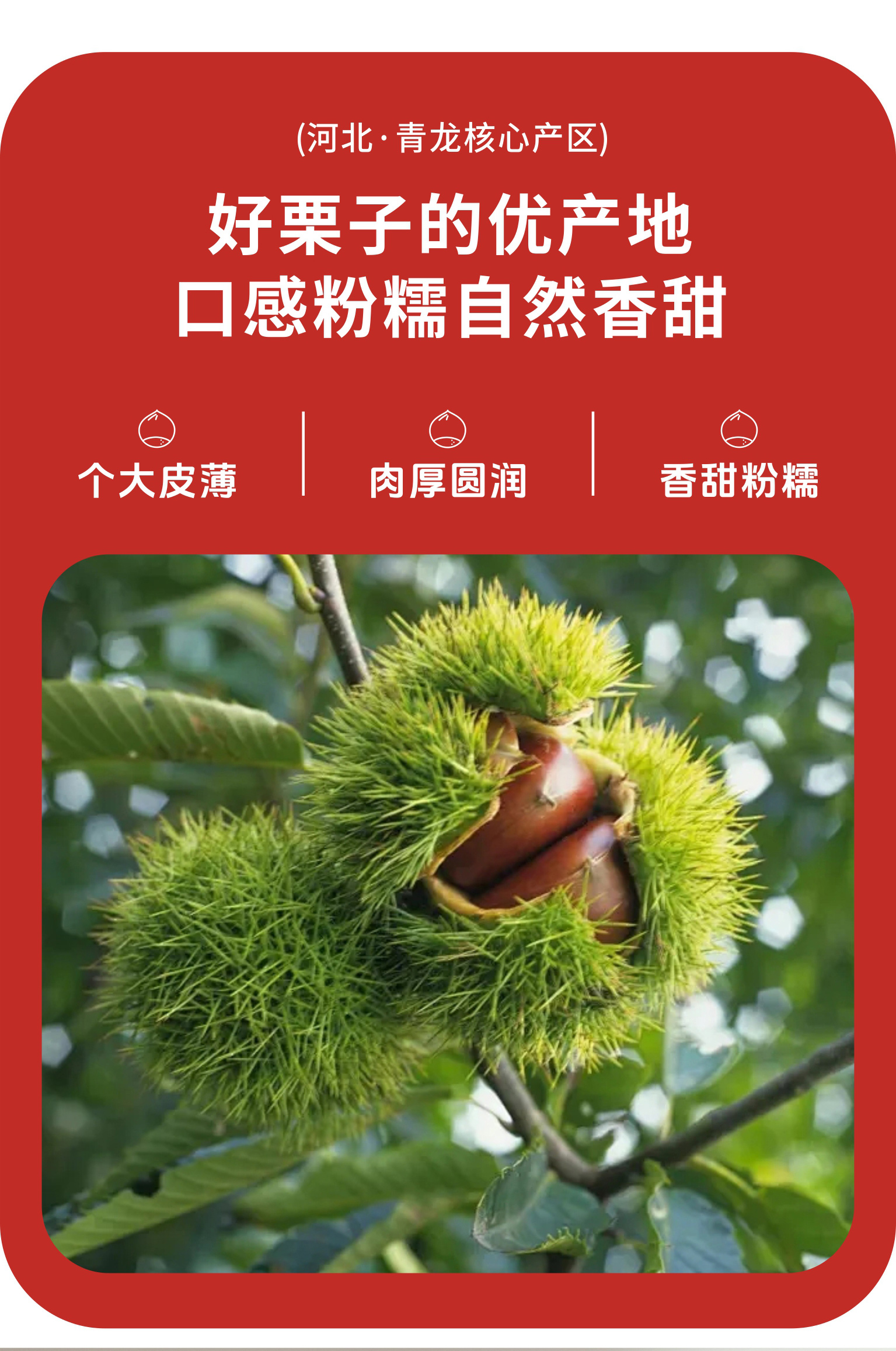 板栗礼盒2_03.jpg